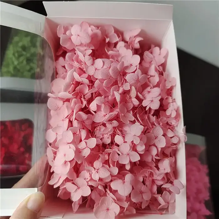 Têtes de fleurs d'hortensia séchées naturelles