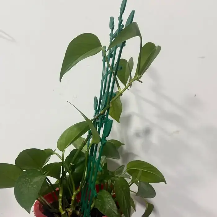 Treillis de plantes pour Pots 4X