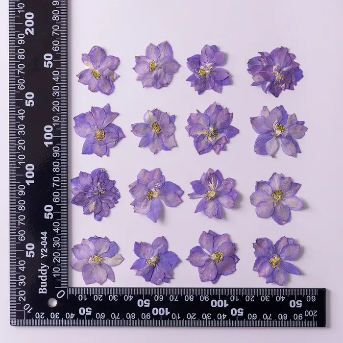 Plante de fleurs d'ajabis séchées