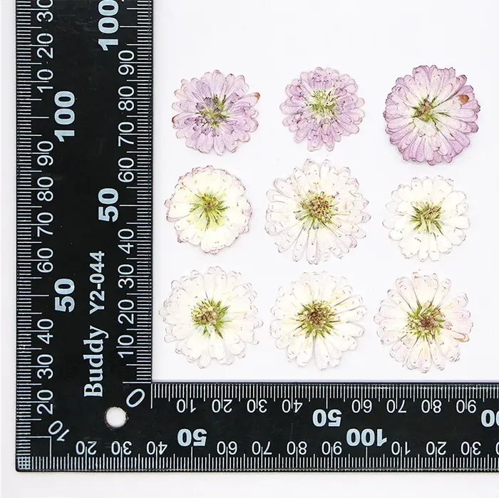 12 pièces, fleurs séchées pressées à double pétale de marguerite