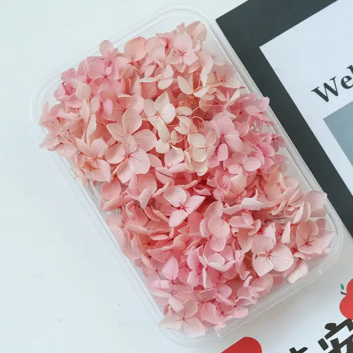 Anna – hortensia de couleur dégradée