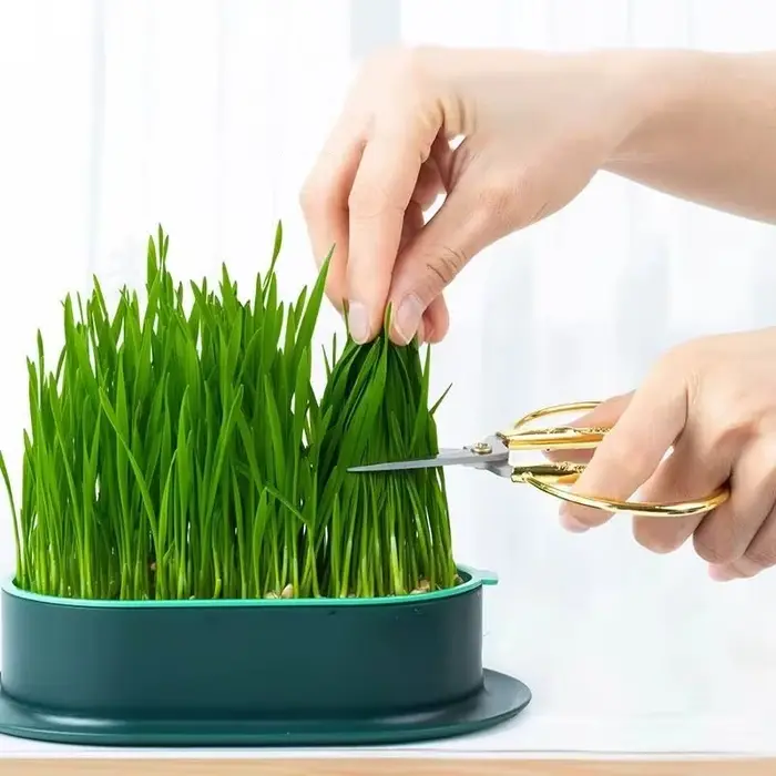Nouveau plat de germination de chat de compagnie Pot de culture plante hydroponique