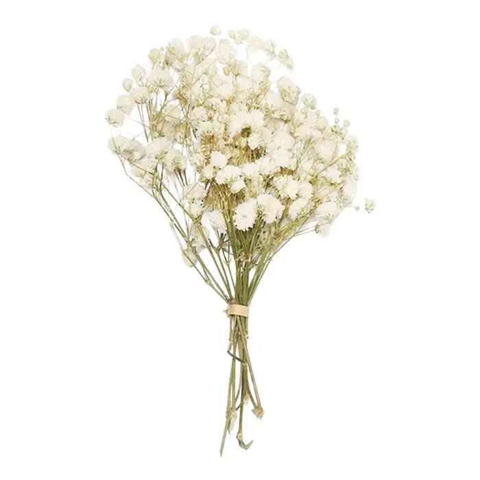 Mini bouquet de fleurs préservées avec gypsophile et herbe de l'amour pour la décoration de la maiso