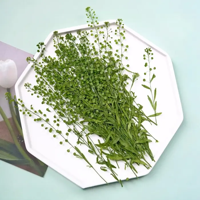 12 pièces, fleur pressée véritable lépidium et cloche verte herbe fleurs séchées bricolage cadre Photo/cartes/bougies/coques de téléphone/fournitures artisanales en résine