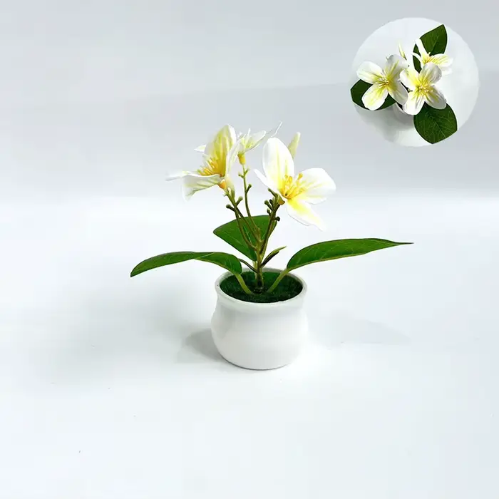 Plante d'orchidée compacte en pot pour usage intérieur et extérieur