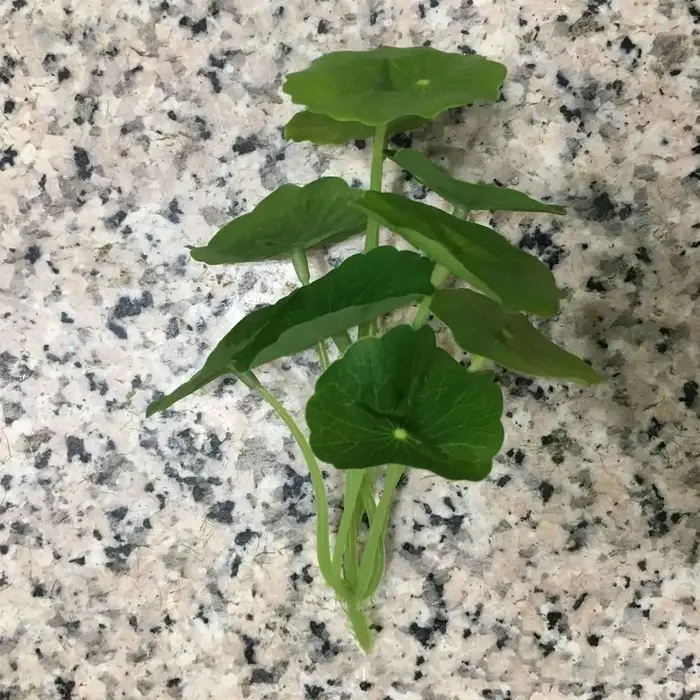 Plantes Artificielles de Simulation de Petit Cuir oral elu Annie, Argent, Faux Cuir oral elu, Décor de Vase Hydroponique, Poisson Précieux, DIY