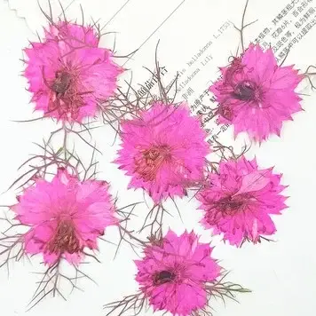 Fleurs pressées naturelles