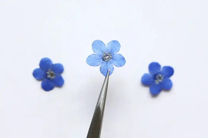 100 fleurs de myosotis