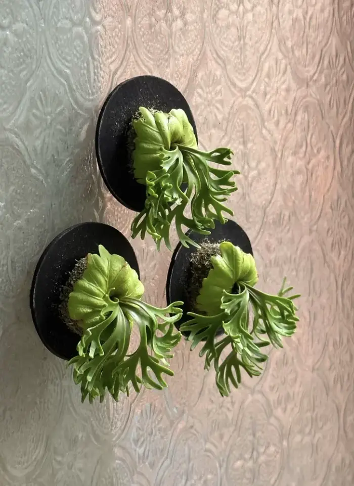 Ensemble de plantes miniatures 1:6, faits à la main, réalistes, fougères, érables, caladium en pot, tailles personnalisées exclusives, décoration de jardin pour maison de poupée BJD, art décoratif BJD