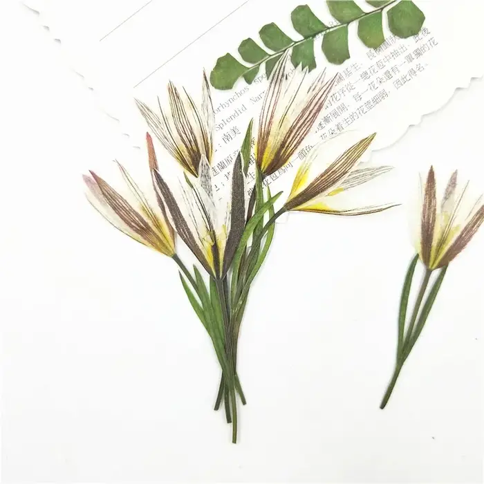 Petites fleurs naturelles de lys séchées