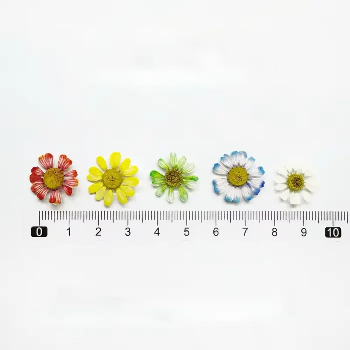 12 pièces/1-2 cm, Mini fleur sèche naturelle camomille