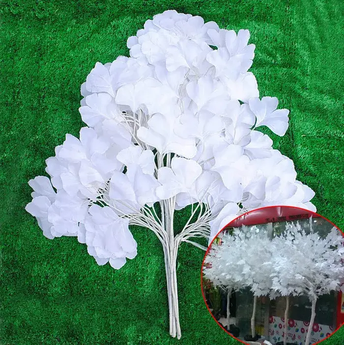 Feuilles de maiden Ginkgo Biloba blanches