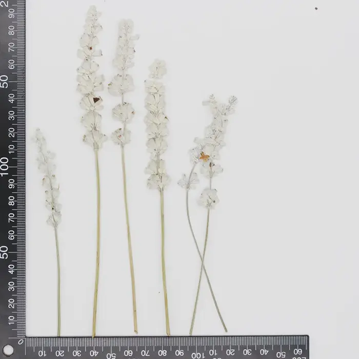 Group plante naturelle PMurcia fleurs de µséchées