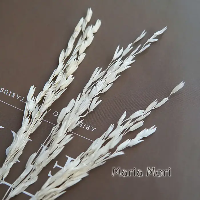 Fleurs naturelles séchées teintes en maïs