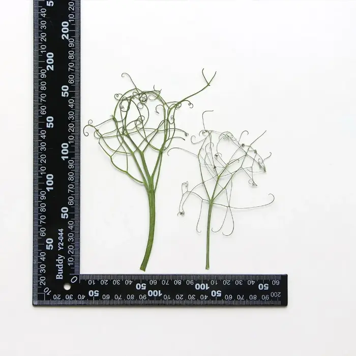 Feuilles Vertes Véritables, Fleur Pressée, Cadre Photo, Plantes Sèches, Maquillage, Levpper, Étui de