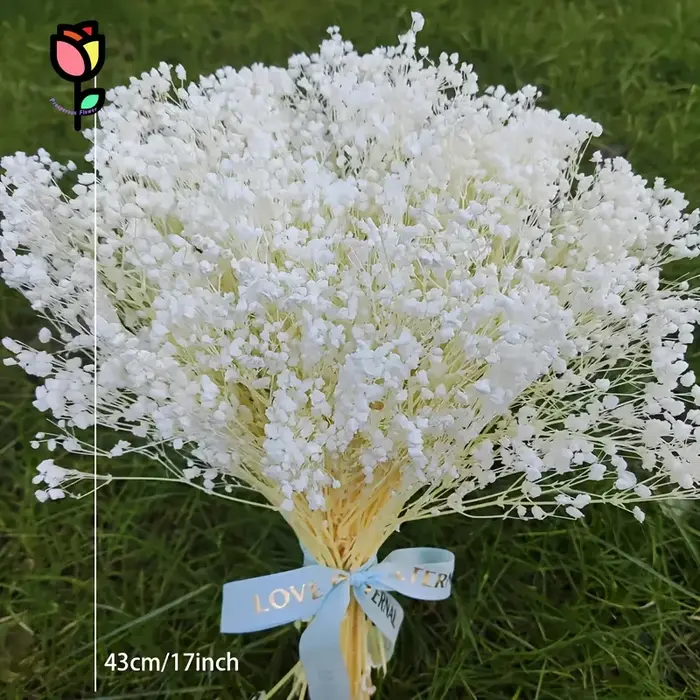 1 bouquet de fleurs séchées Gypsophile pour la décoration de mariage