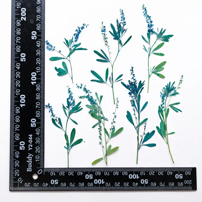 24 pièces, Fleurs de Mélilot Naturelles Pressées, Spécimens de Plantes Séchées, Feuilles et Fleurs V