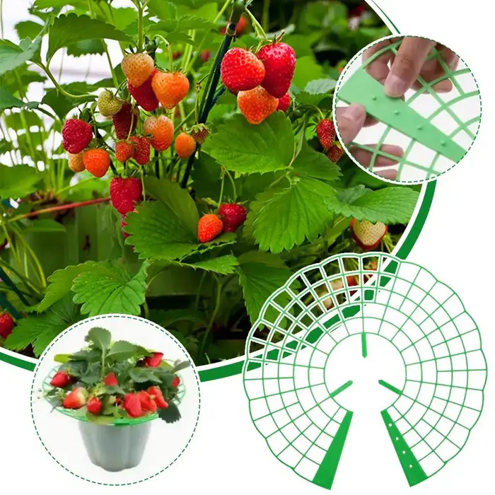 20/40PCS Supports de plantation pour fraises