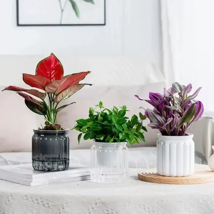 6 pots auto-arrosants, mini pots ronds pour plantes succulentes