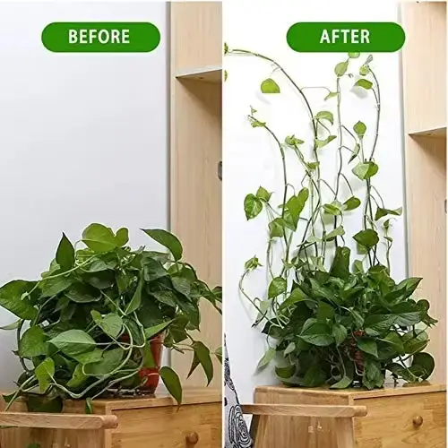 Plante grimpante auto-adhésive mur vignes outils fixation plante fixation murale Clips boucle fixe c
