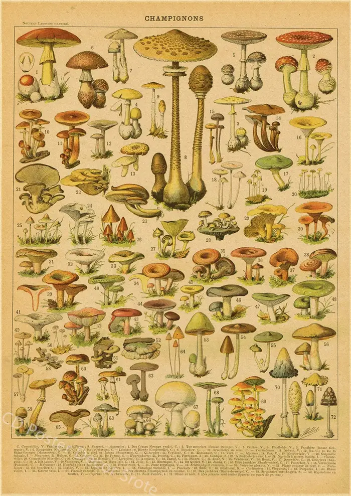 Papillon insecte fleur champignon affiche botanique éducatif papier Kraft bricolage Vintage maison c