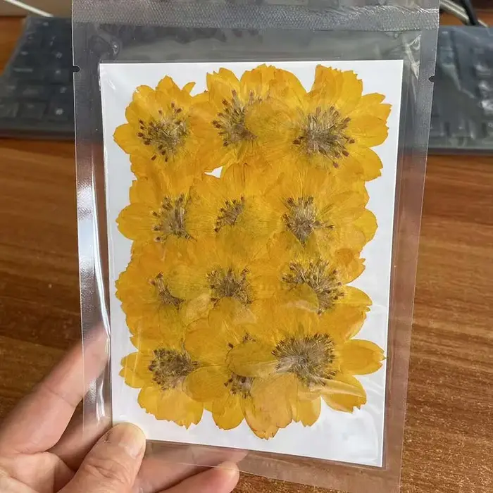 Têtes de fleurs de Cosmos Sulphureus séchées et pressées, naturelles, de 2 à 6 cm, en jaune et orang