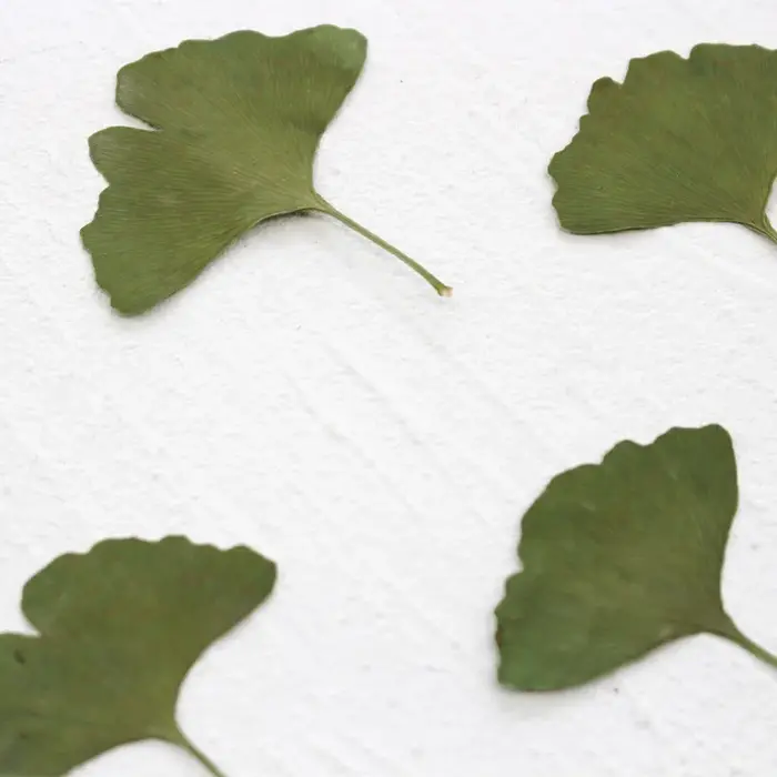 12 pièces/3-5 cm, Feuilles de Ginkgo Biloba véritables pressées