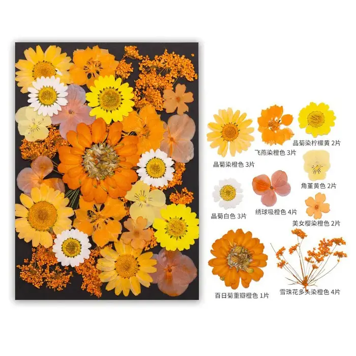 Série Orange fleurs pressées séchées mélangées pour bricolage, remplissage de moule en résine, feuil
