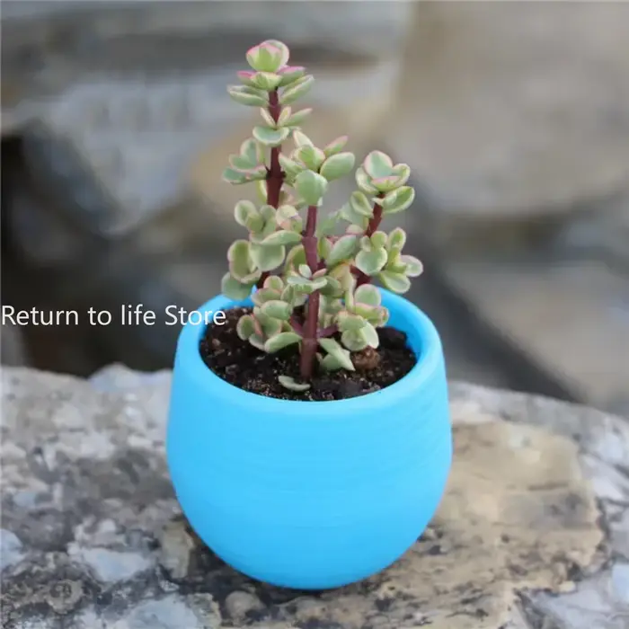 Mini petit Pot de jardinière succulente en résine PP