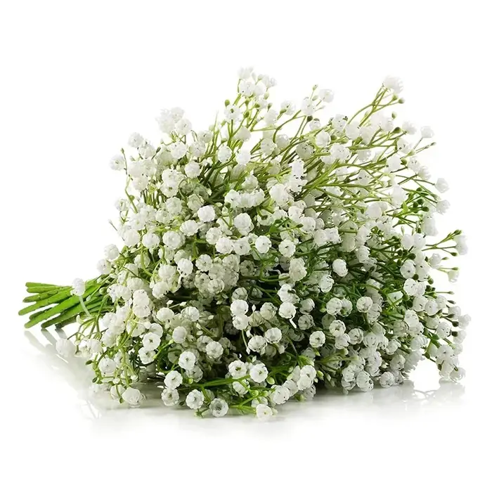 Fleurs artificielles pouvez-vous psophila blanches