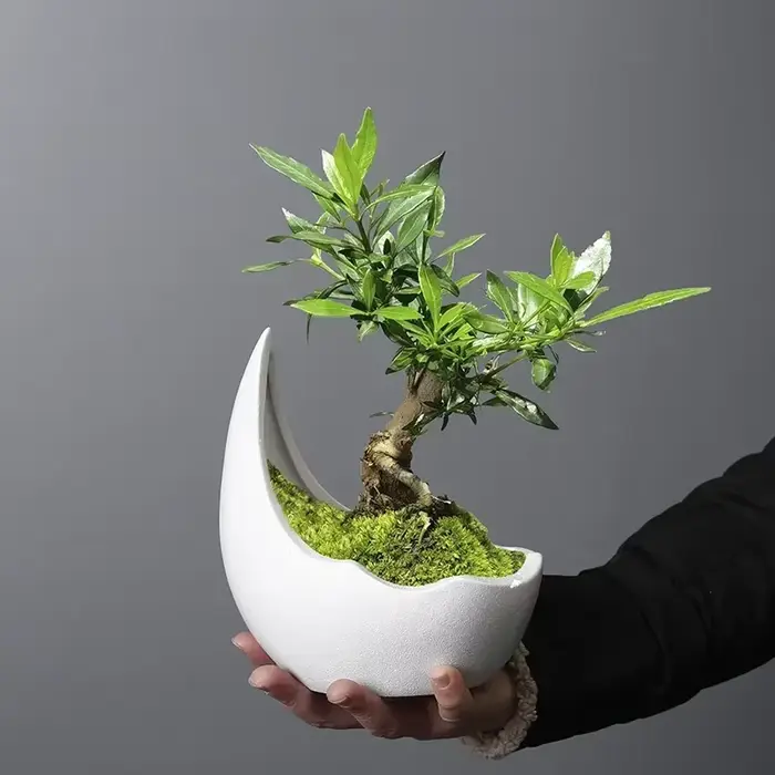 Pot de fleur en céramique en forme de corne de rhinocéros