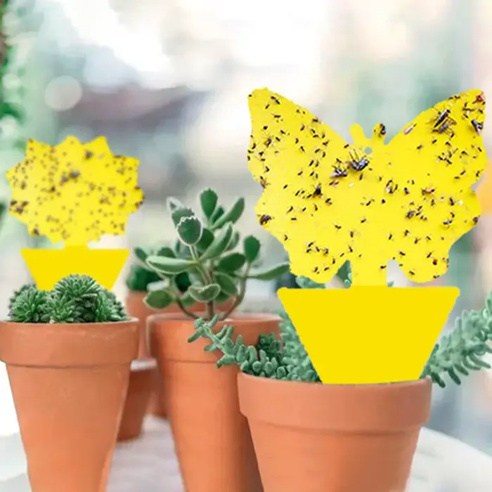 Pièges à insectes collants jaunes double face (10-30 pièces) pour plantes d'intérieur