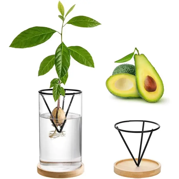 1 ensemble de Kits de culture d'arbre d'avocat