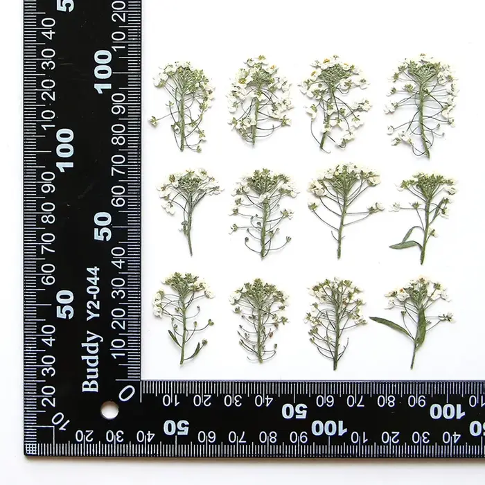 12 pièces, fleur pressée douce Alyssum naturelle