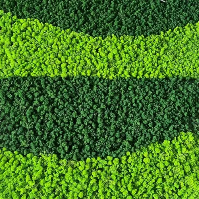 100/500/1000g pas cher HI-Q vert immortel mousse plantes d'herbe artificielle fausse fleur bricolage décor pour maison