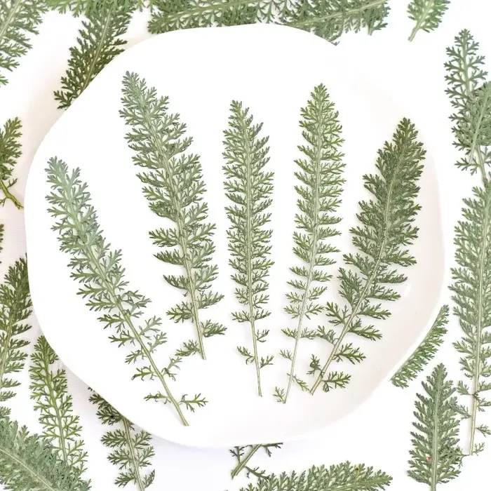24 pièces, Feuilles de fleurs de curry pressées et séchées