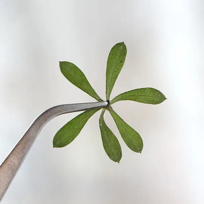 Nature Green Leaves Pressed Flower
