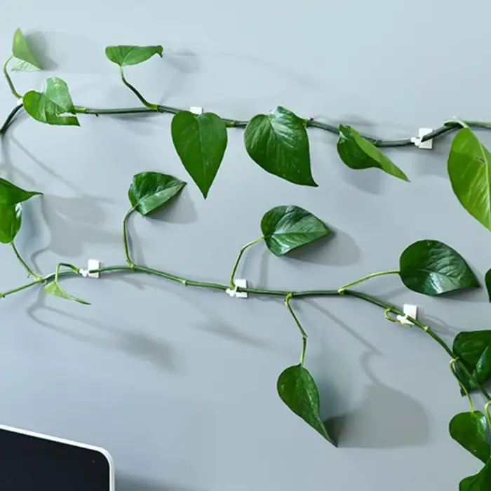 Clips de Support de Plantes pour Fleurs Grimpantes