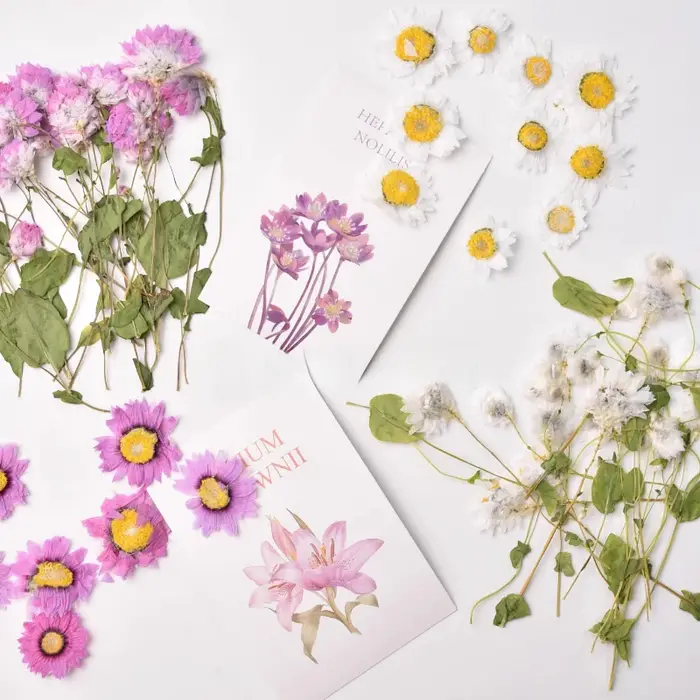 24 pièces, fleur séchée naturelle en relief