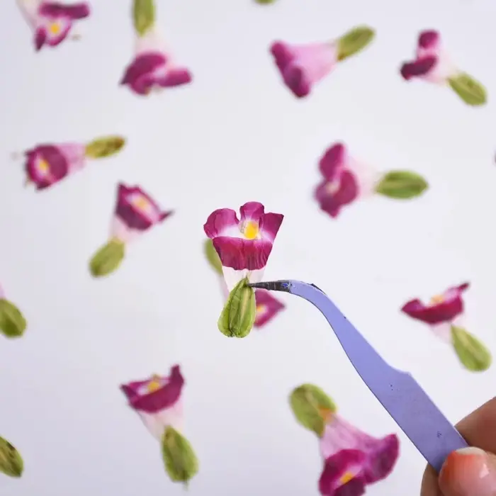 12 pièces, fleurs séchées naturelles de Torenia