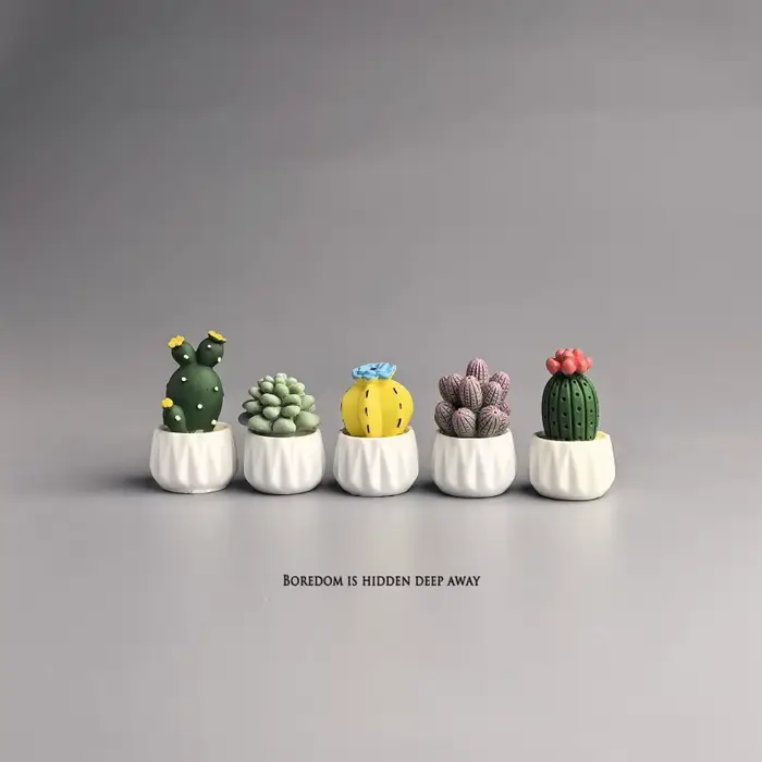 Cactus et succulentes en pot