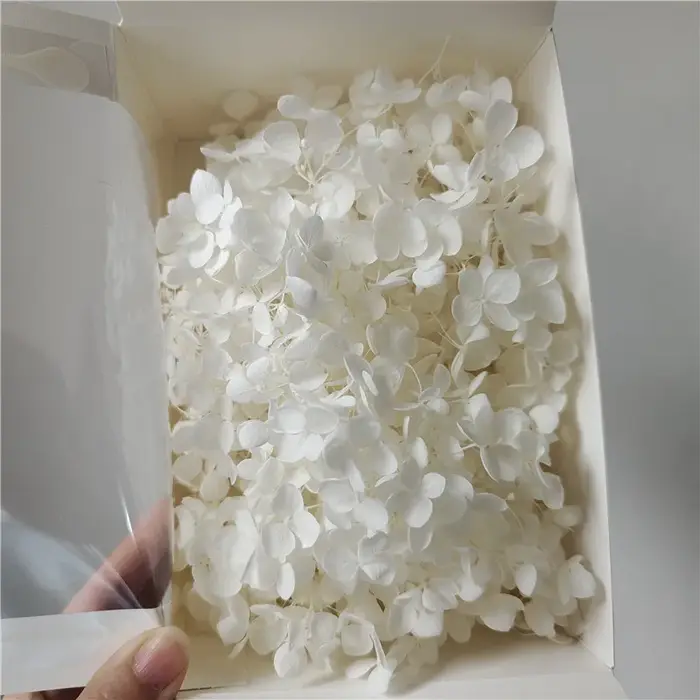 20g Grade A Aeonium Anna Hydrangea Fleurs fraîches naturelles, fleur principale pour DIY, Saint-Vale