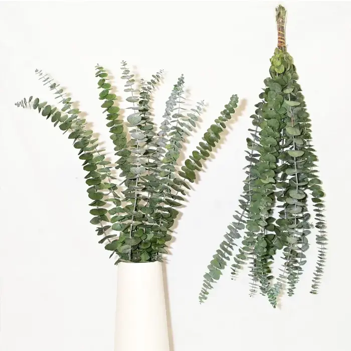 Tiges d'eucalyptus sèches pour la décoration intérieure