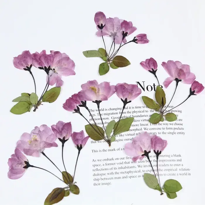 Fleur de bégonie naturelle PMurcia avec tige