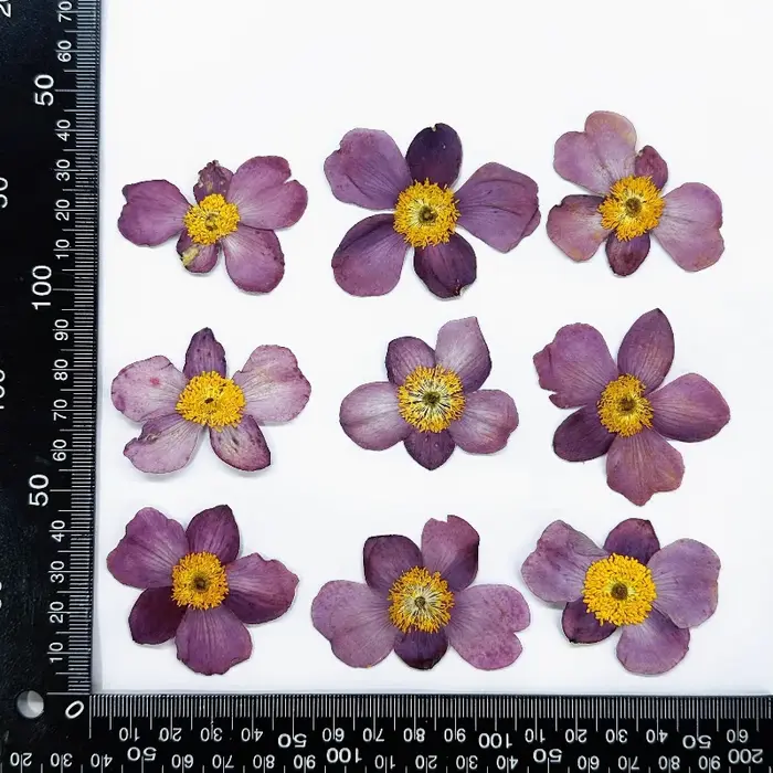 Fleur de coton sauvage séchée 4-5cm/12 pièces, vraie fleur pressée pour cadre Photo DIY, dessous de 