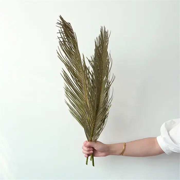 Branche de Sago Cycas de plantes naturelles séchées