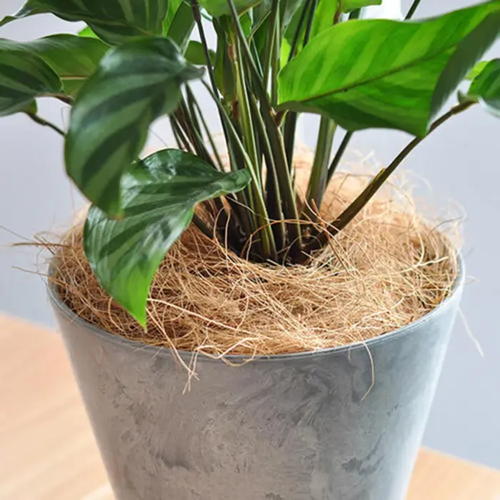 Communautés teur sans poussière en fibre AMP pour les amateurs de jardin