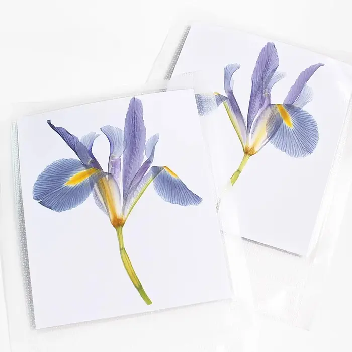 1 pièces/12-14cm, nouvelles fleurs pressées Iris réel demi-coupe fleur sèche primaire bricolage plante cadre Photo époxy carte de voeux aromathérapie