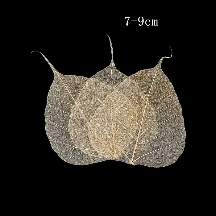 20 pièces squelette naturel Ficus Religiosa feuilles séchées Vajra feuille veine artisanat bricolage à la main Scrapbook embellissement spécimens de plantes