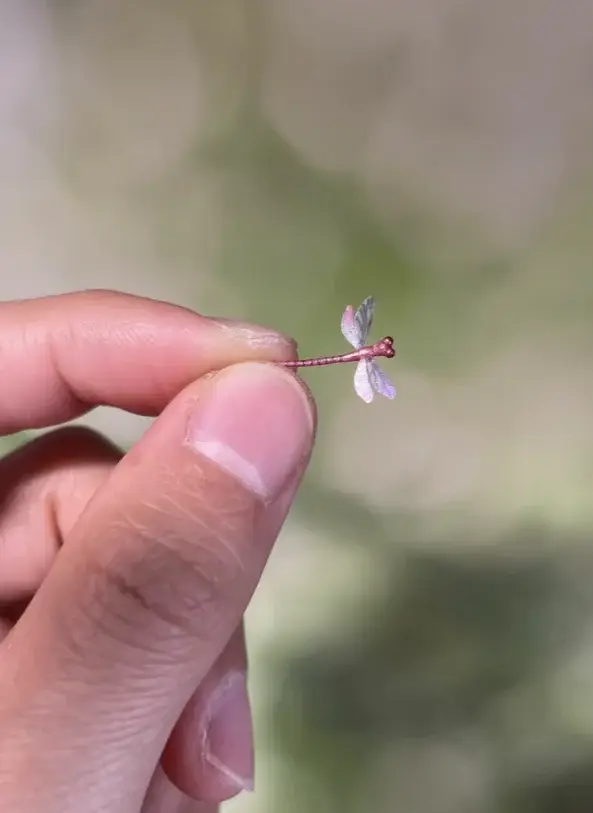 Plantes miniatures en argile faites à la main - Verres de lys